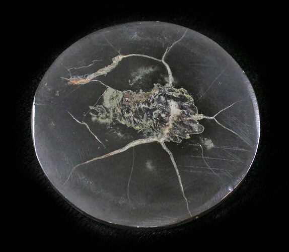 Polished Fish Coprolite (Fossil Poo) - Scotland #24544